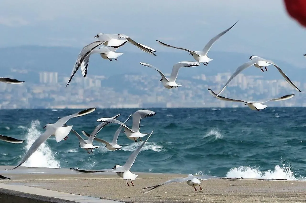 Studio Apartment Ines, Cozy, Stunning View, Parking, Pet Friendly Opatija